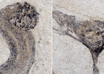 Fossil discovery could completely rewrite what we know about prehistoric life