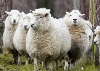 British farmers handed yet another blow as Home Office visa rules could mean millions of sheep go unshorn
