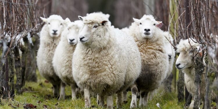 British farmers handed yet another blow as Home Office visa rules could mean millions of sheep go unshorn