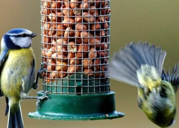 RSPB urges Britons NOT to feed birds this summer to slow infection rate of 'deadly disease'