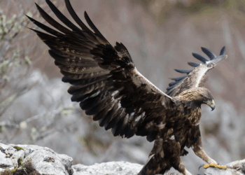 Golden eagles to make sensational comeback to England after nearly 200 years