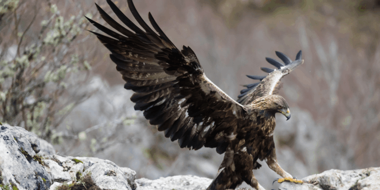 Golden eagles to make sensational comeback to England after nearly 200 years