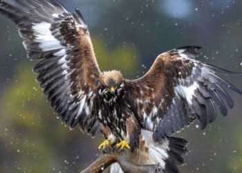 Sheep farmers in major row over plans to reintroduce golden eagle to England
