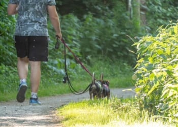 Dog law change is now in force and 'extended to paths and roads'