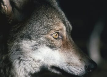 Entire pack of wolves in Italy poisoned as urgent investigation underway