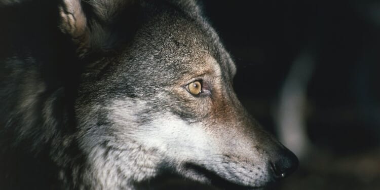 Entire pack of wolves in Italy poisoned as urgent investigation underway