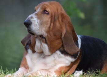 Family offers £60k salary for 'live-in dog companion' at luxe private estate
