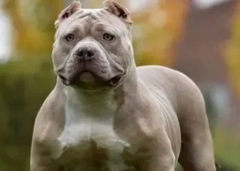 Dog breeders bypassing prohibition with vicious 'pocket bully'