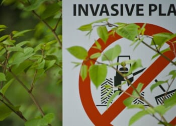 Britons warned that more than 1.5million houses could be infested with notorious plant