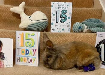 Bunny called Herbie officially recognised as oldest living rabbit in world