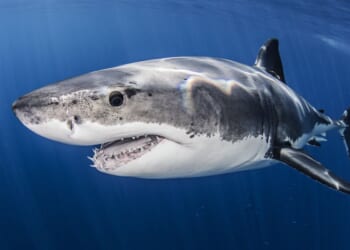 Great white sharks could soon roam Britain's seas warn scientists after bone-chilling new study
