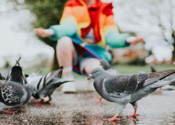 Feeding birds and picking up stones banned by councils accused of 'abusing' powers