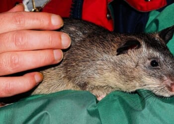 A 6-Foot Statue Honoring Magawa the Hero Rat – RedState