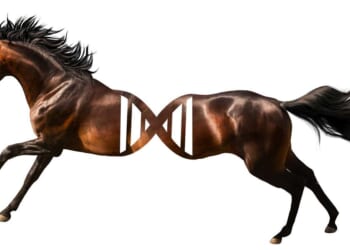 Argentine polo officials ban gene editing despite welcoming clones