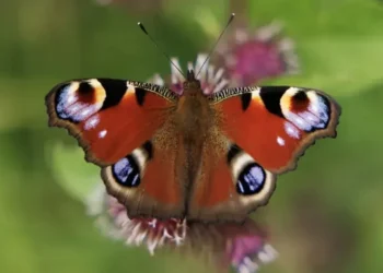 Britain’s butterfly populations decline as dozens of species face ‘urgent’ fight for survival