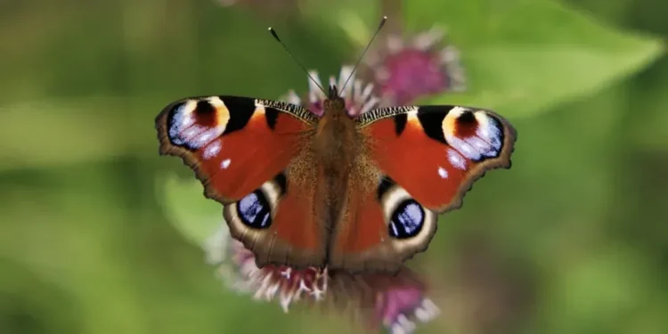 Britain’s butterfly populations decline as dozens of species face ‘urgent’ fight for survival