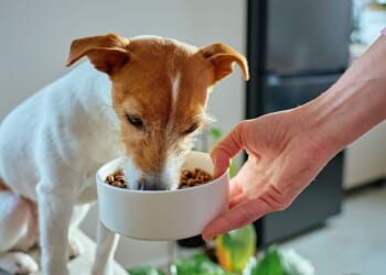 British Veterinary Association cautionary advice for dog's diet