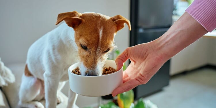 British Veterinary Association cautionary advice for dog's diet