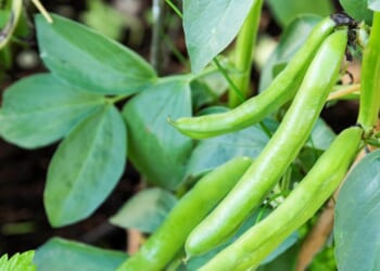 Charles Moseley: Easter brings green thoughts