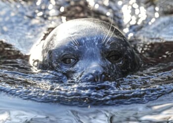 Experts warn humans face danger from killer seals eating UK dolphins | UK | News