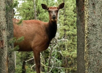 Forest Service Ditches the Swamps of D.C., Heads to Where the Woods Actually Are – RedState