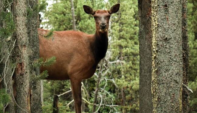 Forest Service Ditches the Swamps of D.C., Heads to Where the Woods Actually Are – RedState