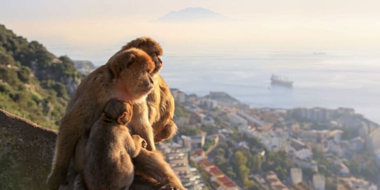 Fury in Gibraltar over what tourists have been feeding its famous monkeys | World | News