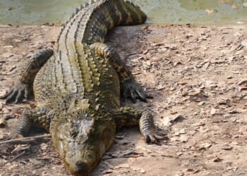 'Large crocodile' mauls man in 20s at popular tourist spot | World | News