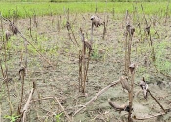 London churches help Mozambique after devastating flooding