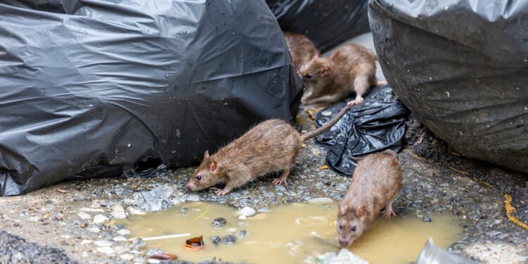 The Nation’s Capital Turns To Contraception In Its Never-Ending Battle Against Rats