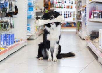 UK pet shop giant to open 160 new stores - full list per region | UK | News