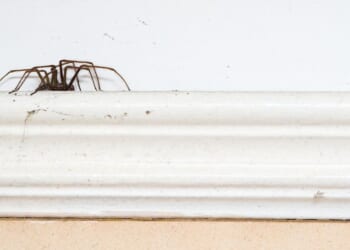 UK spider bite warning issued as hospital admissions explode | UK | News