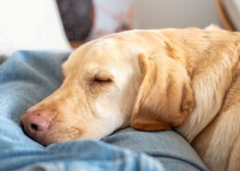 Vet settles debate on how many hours sleep your dog really needs | UK | News