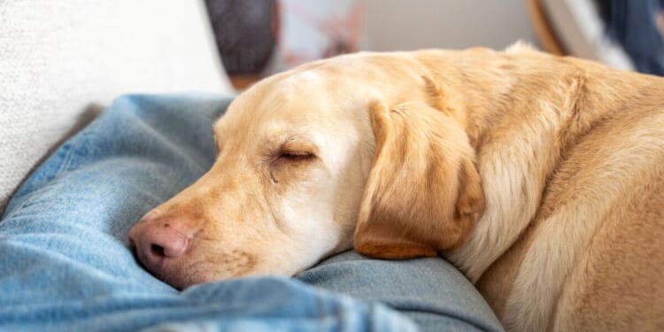 Vet settles debate on how many hours sleep your dog really needs | UK | News