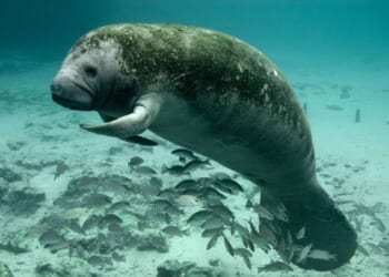 Will the Eleventh Circuit Allow the Endangered Species Act to Commandeer the Florida Department of Environmental Protection?