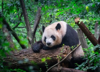 ‘Panda Diplomacy’ Is Back And An American Zoo Just Hit The Jackpot