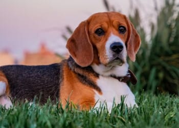 Beaglemania! 300 Doggies Released From Scientific Research Breeding Operation, Taste Freedom for 1st Time – RedState