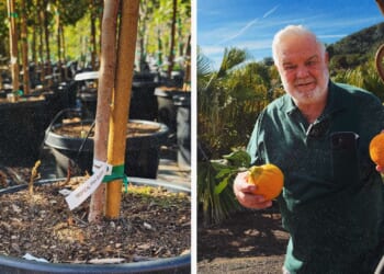 California destroyed 32,000 trees over a bug found five miles away
