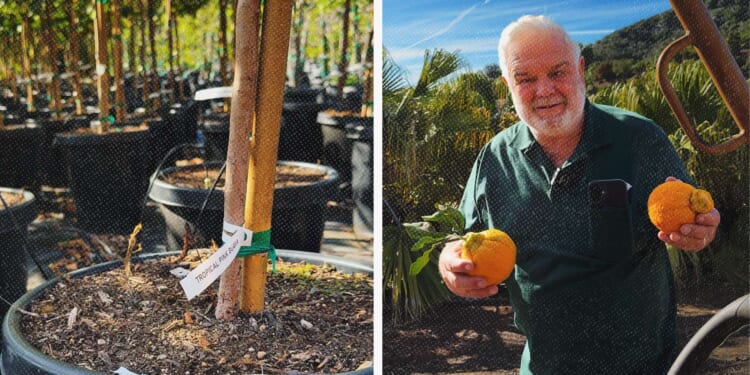 California destroyed 32,000 trees over a bug found five miles away