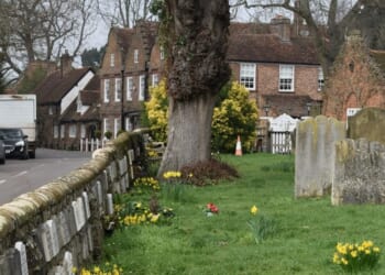 Lime tree to get the chop to improve view of ancient yew in churchyard