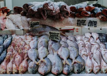 UK fish and seafood supplier plunges into liquidation – open 30 years | UK | News